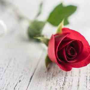 不同朵数玫瑰代表不同的话，爱她请记住