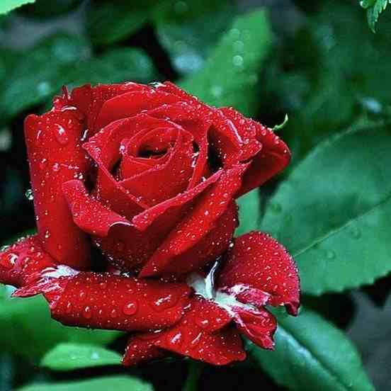不同朵数玫瑰代表不同的话，爱她请记住