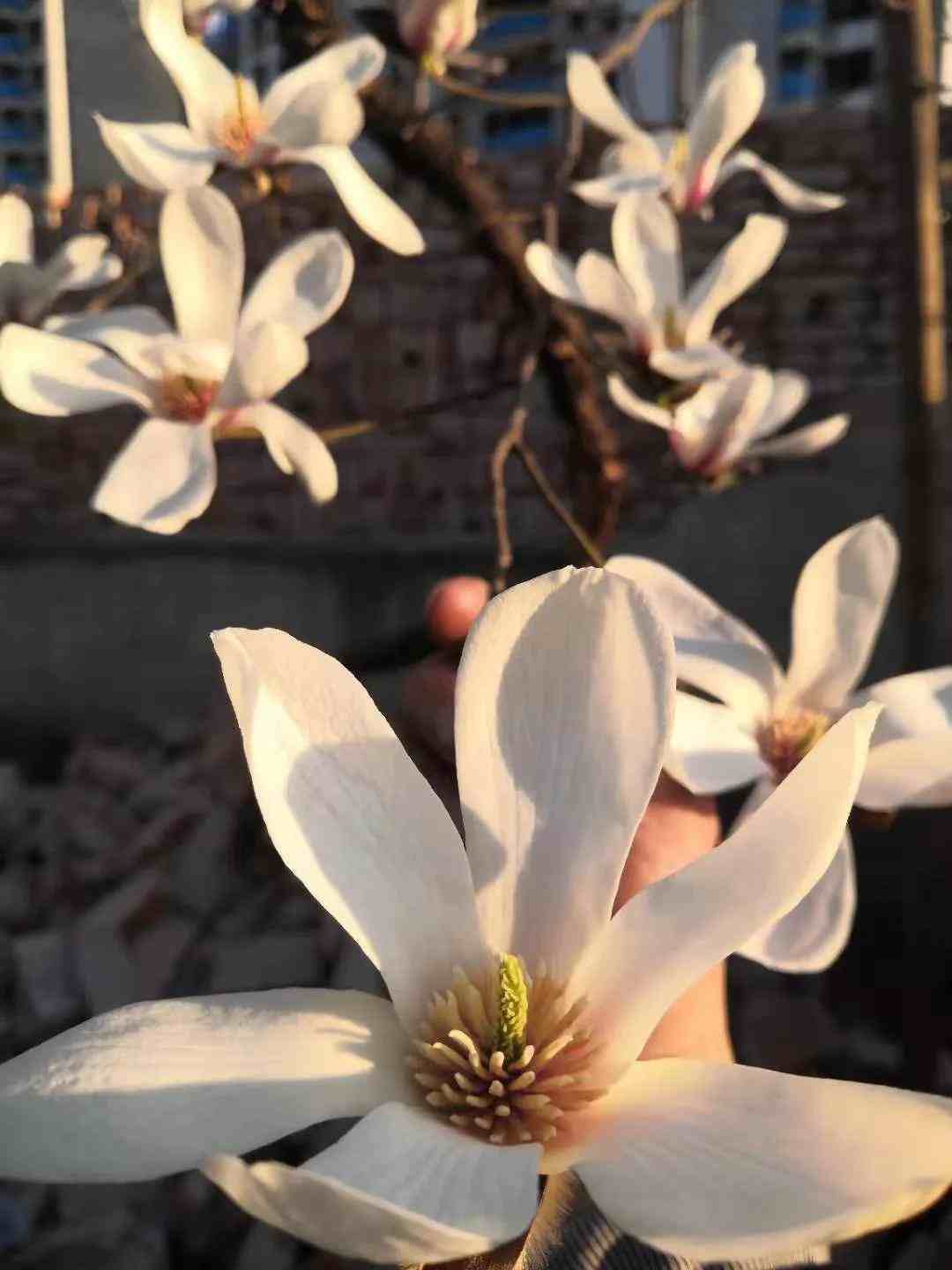 玉兰花寓意(白色玉兰花寓意)