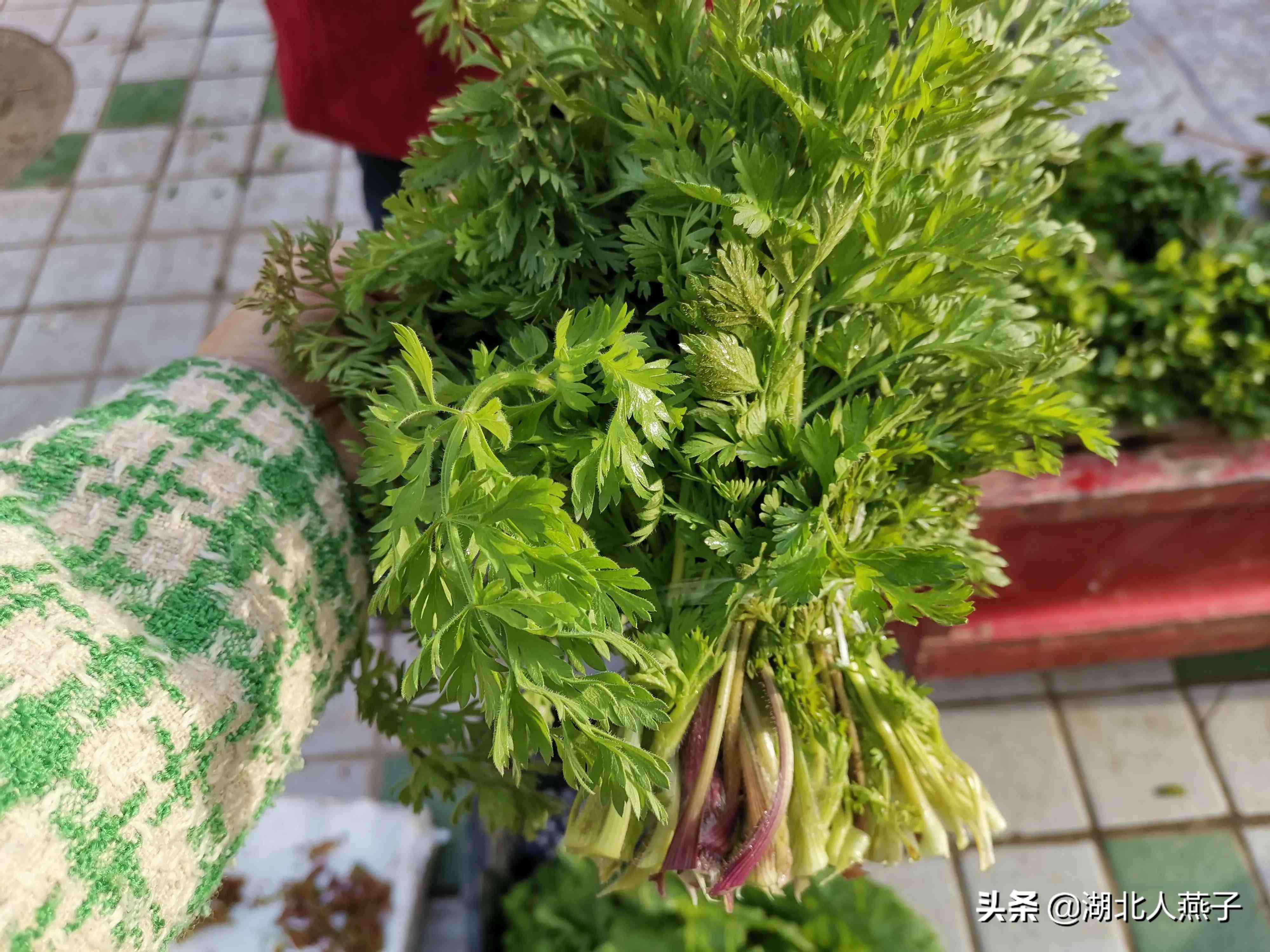 23,野辣菜野拉菜用來醃製酸菜吃.我自己也採摘過野拉菜醃製酸菜吃.