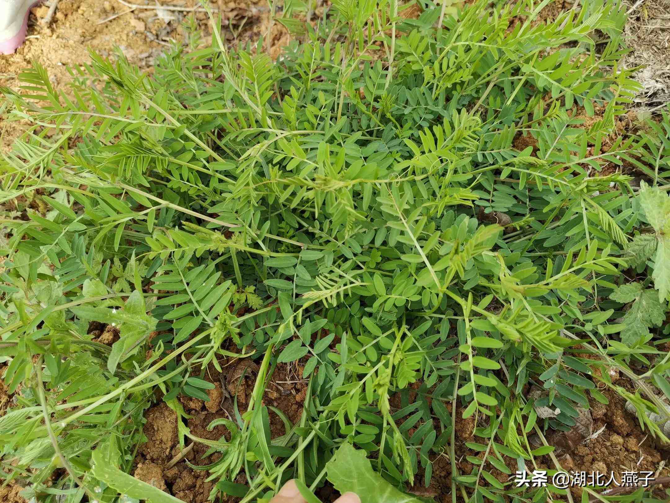 春天里31种野菜大图片,你想要的野菜都在这里,赶紧进来认识下