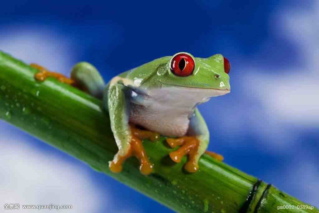 民间文学――儿歌 小青蛙