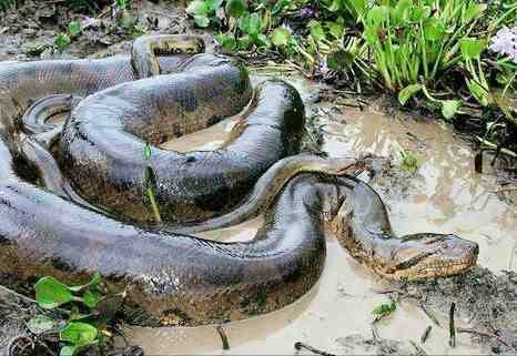 作为世界上最大的蛇，水蚺能够轻易猎杀老虎