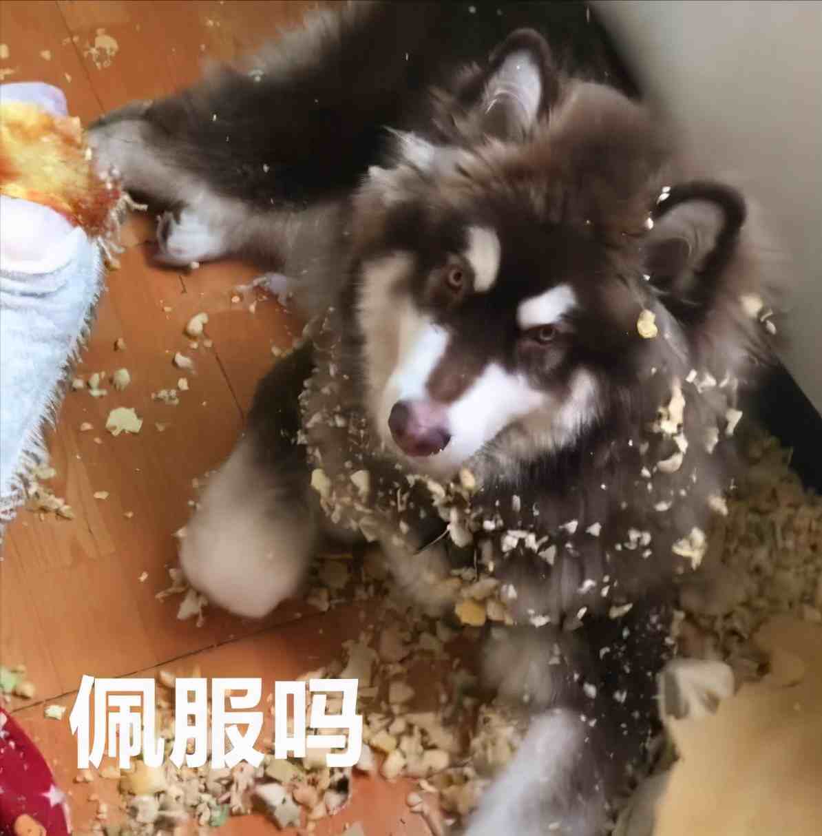 阿拉斯加犬的5大好处，我看完后竟然有想养的冲动