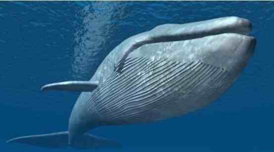 蓝鲸：地球上最大的鲸鱼，舌头能站50个人，血管足以装下小孩