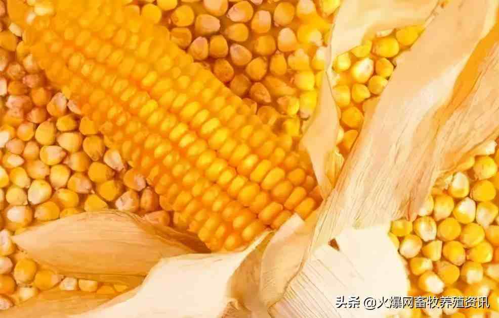 不同品质玉米的营养特性及其在饲料中的应用