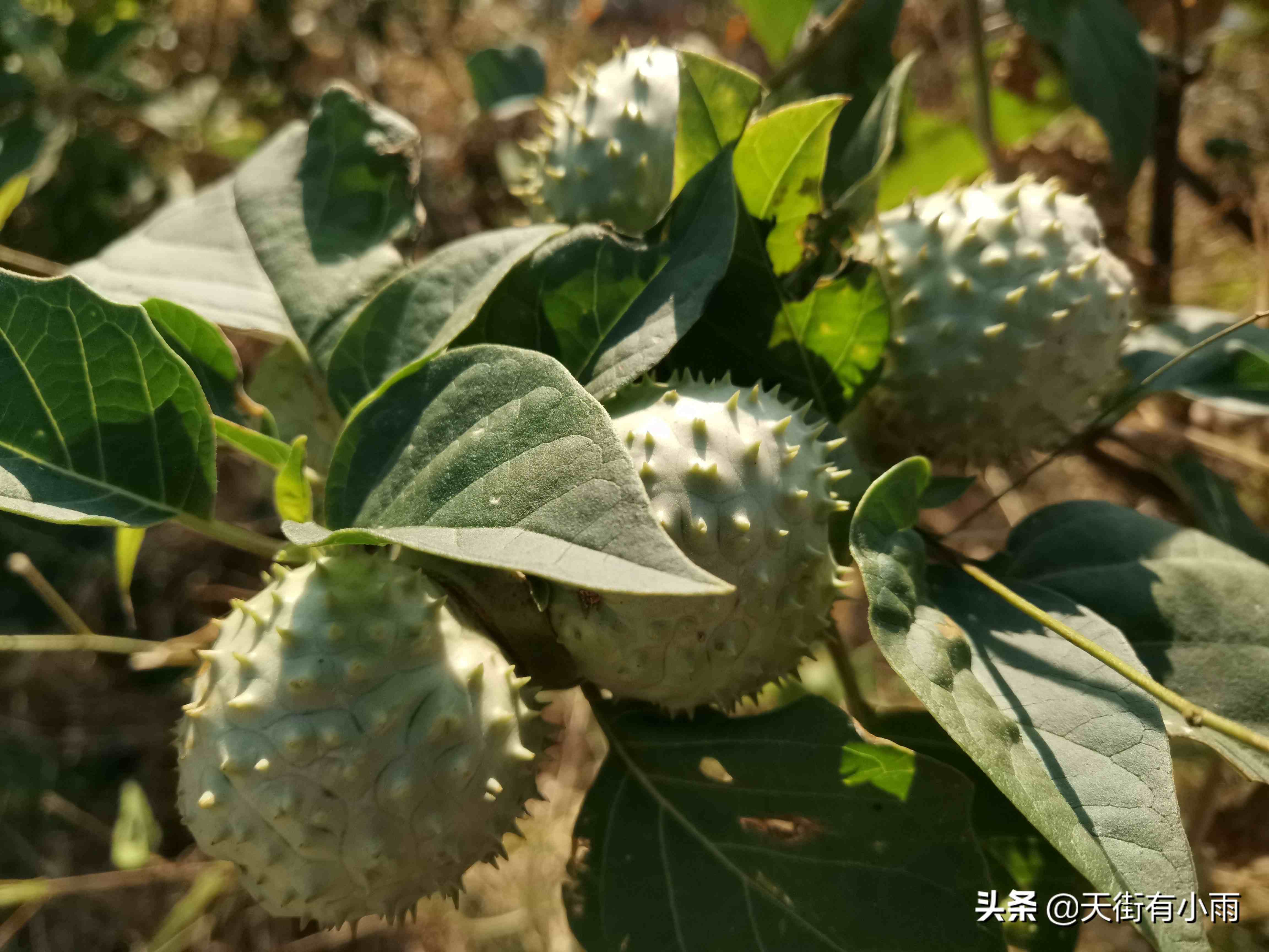 佛陀的化身——曼陀羅花