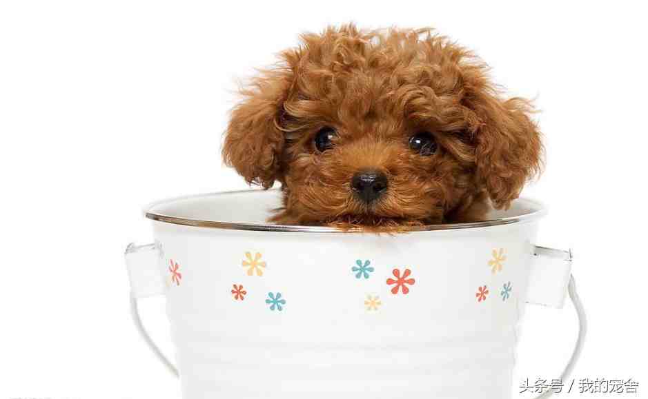 茶杯贵宾犬多少钱（茶杯贵宾犬的价格！）