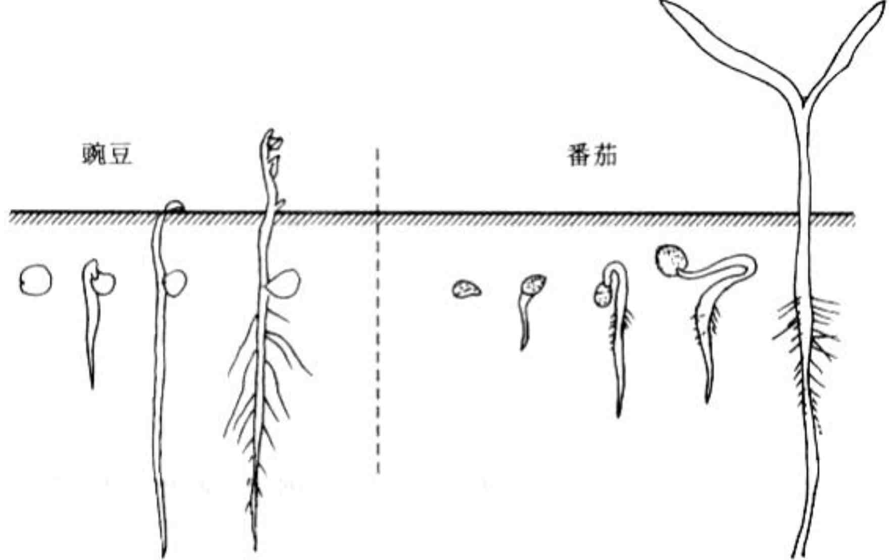 种子发芽简图图片