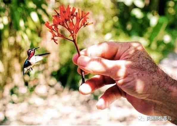 全世界最小的鸟，虽然比蜜蜂大不了多少，但是羽毛依然绚烂无比～