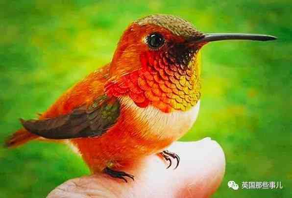 世界上最小的鸟好吗，怎么世界上最小的鸟