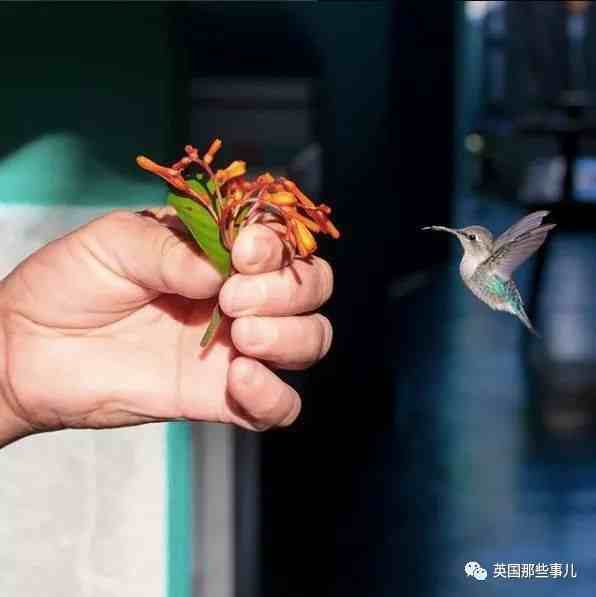 世界上最小的鸟好吗，怎么世界上最小的鸟