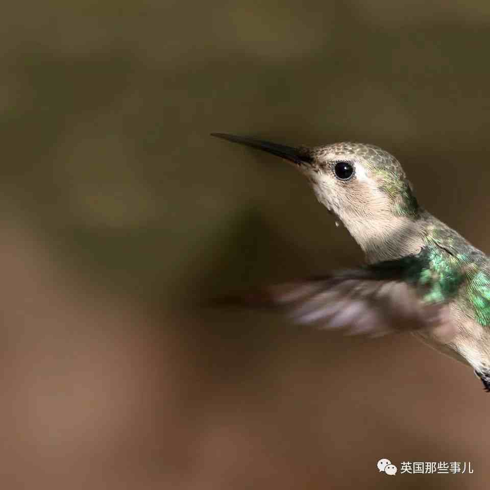 全世界最小的鸟，虽然比蜜蜂大不了多少，但是羽毛依然绚烂无比～