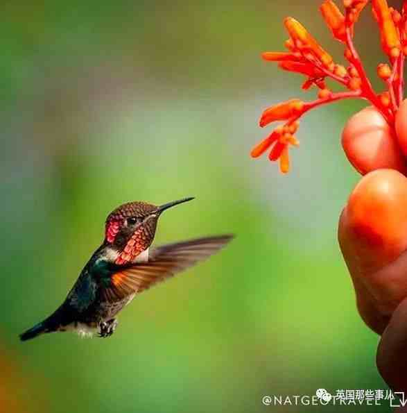 全世界最小的鸟，虽然比蜜蜂大不了多少，但是羽毛依然绚烂无比～