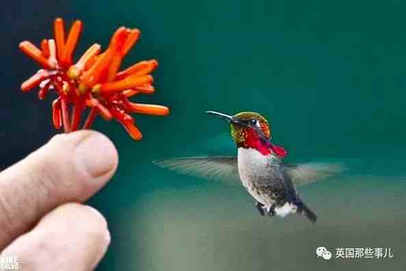 全世界最小的鸟，虽然比蜜蜂大不了多少，但是羽毛依然绚烂无比～