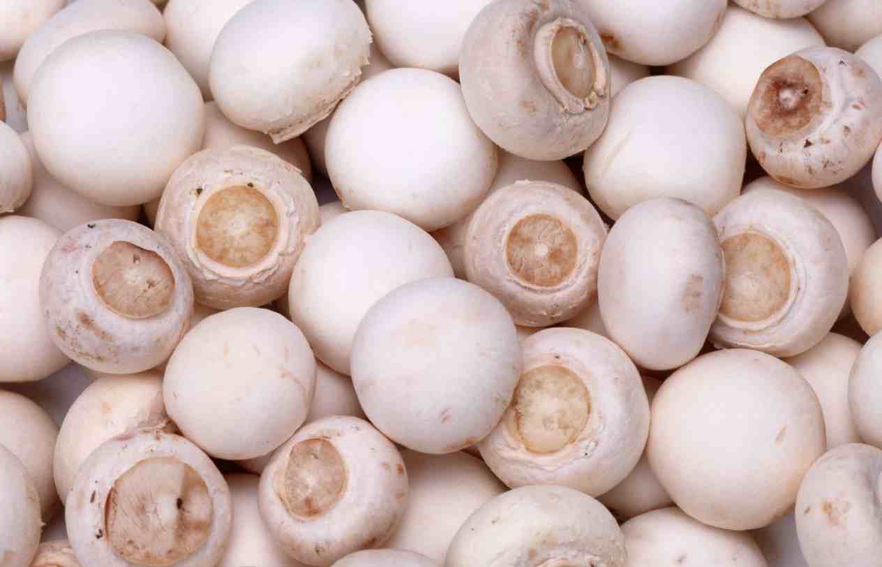双孢菇5种最好吃的做法-双孢蘑菇