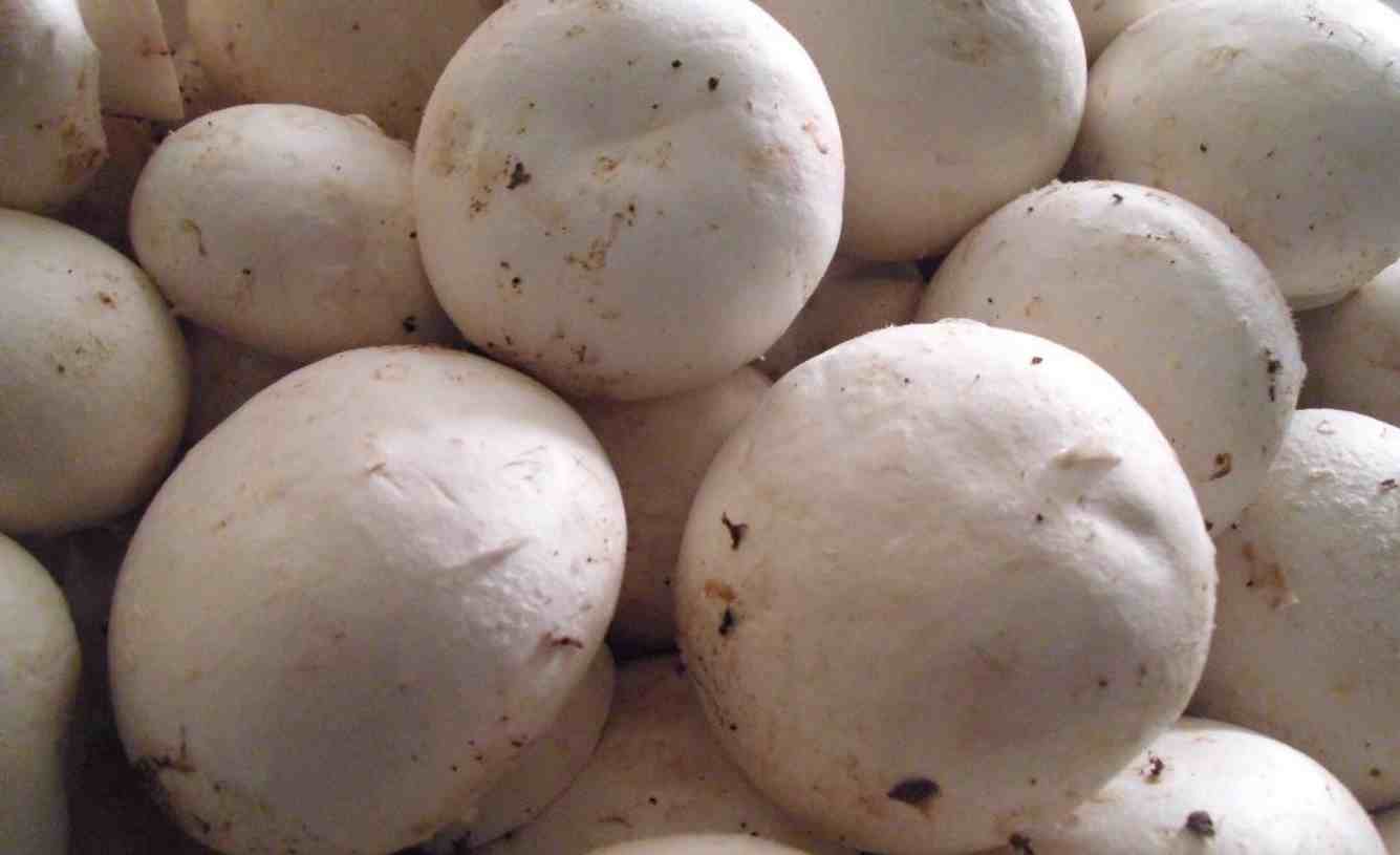 双孢菇5种最好吃的做法-双孢蘑菇