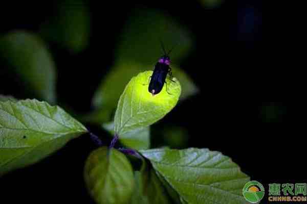 萤火虫吃什么菜？萤火虫该如何饲养？