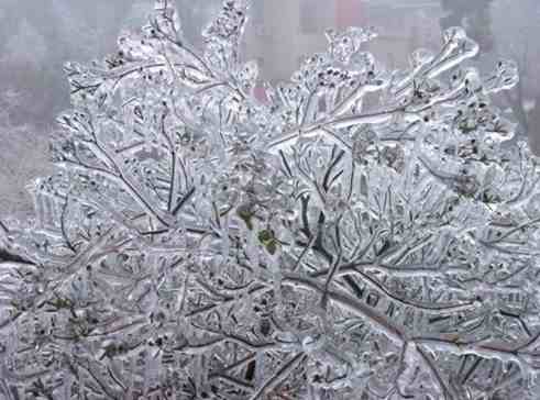冻雨究竟是什么？为啥是植物、电线、道路交通的灾难？