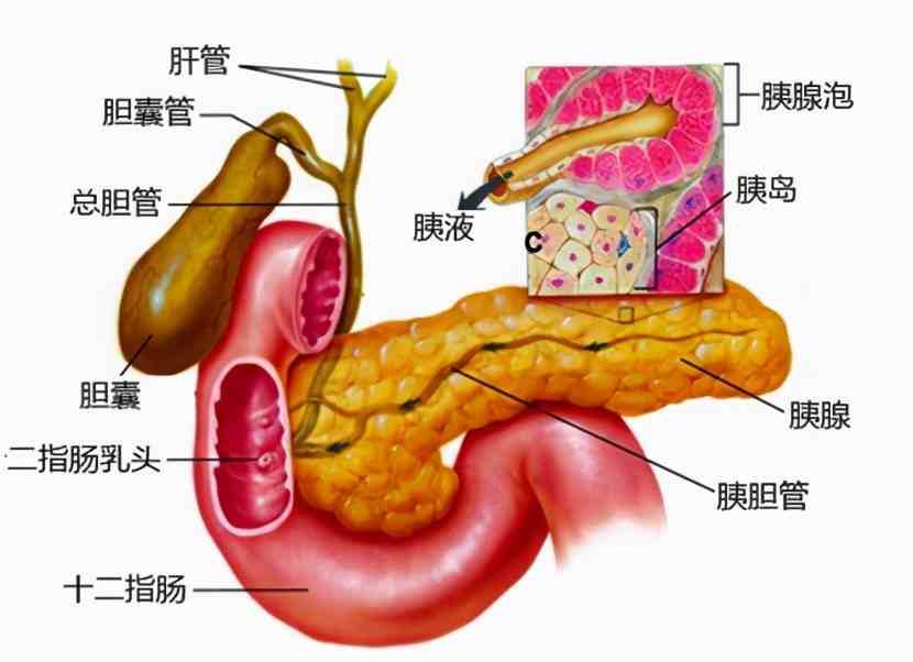 胆囊炎是怎么引起的你需要知道