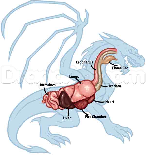 龙的画法;龙的画法以及身体各部分结构分析