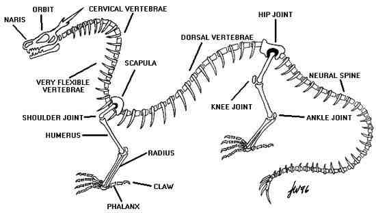 龙的画法;龙的画法以及身体各部分结构分析