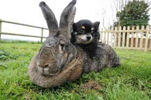 世界上最大的兔子——大流士兔子，体长1.22米/重达45斤