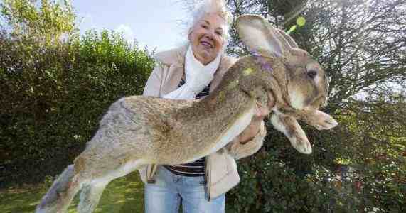 世界上最大的兔子——大流士兔子，体长1.22米/重达45斤