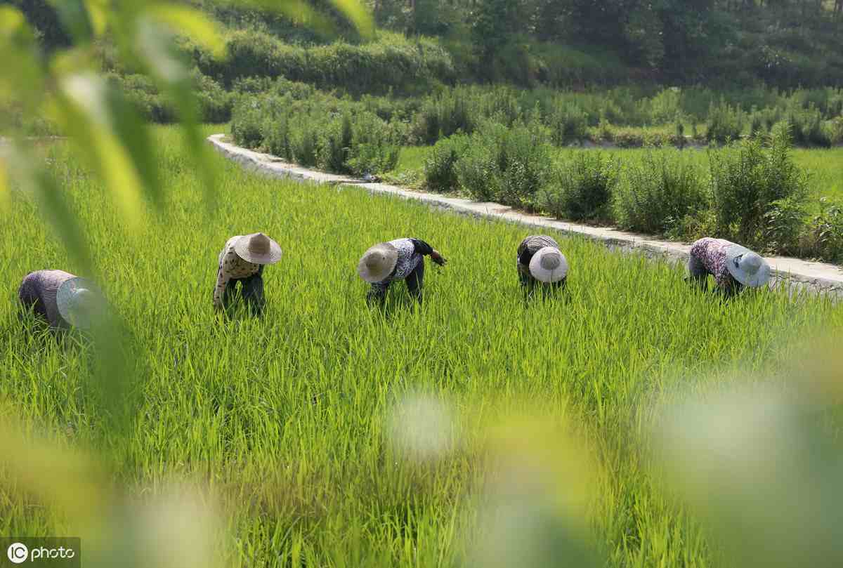 水稻除草剂使用技术汇总