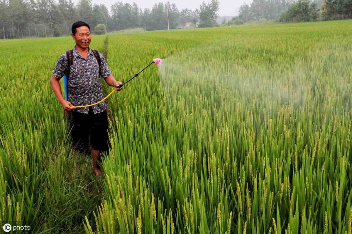 水稻除草剂使用技术汇总