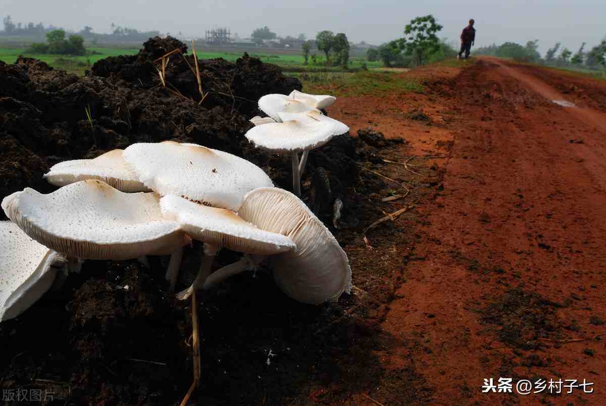 牛粪种蘑菇，防污染增收两不误，看他是如何把牛粪变成蘑菇的