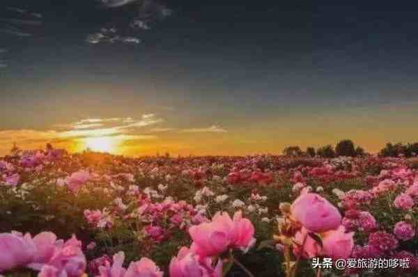 世界十大绝美花海，中国上榜两处，个个宛如仙境