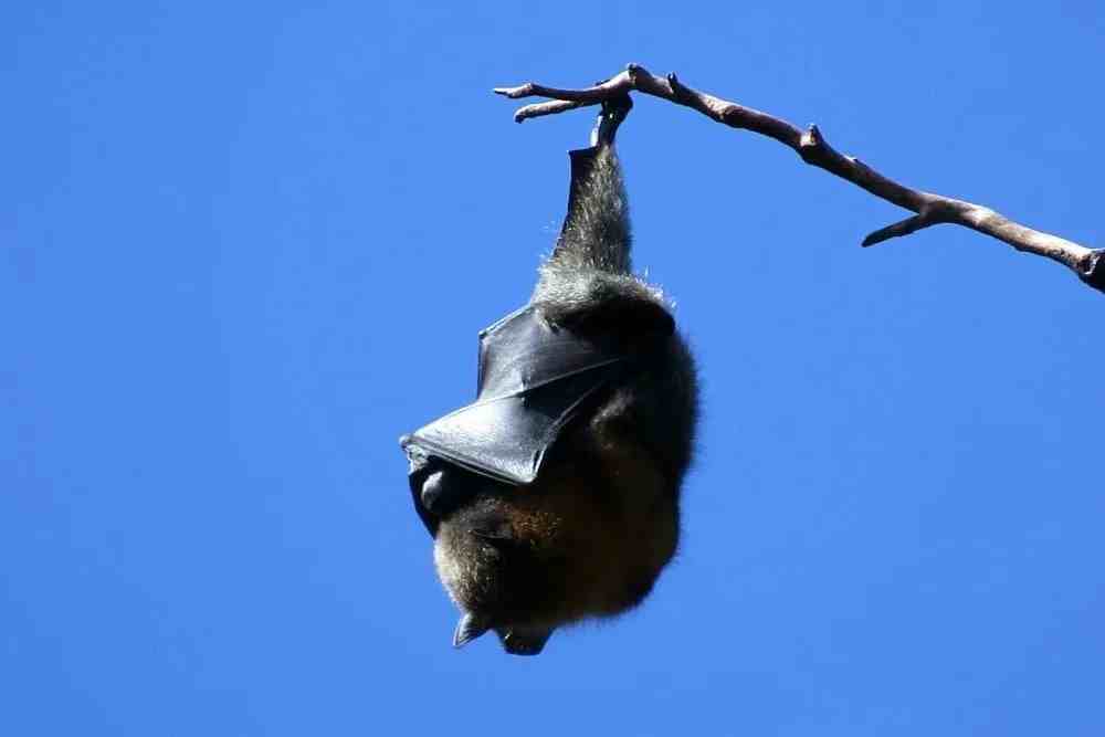 蝙蝠睡觉的姿势是图片