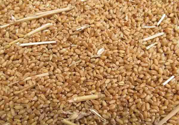 小麦胚芽油的作用，有什么补贴政策？
