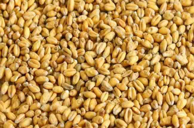 小麦胚芽油的作用，有什么补贴政策？