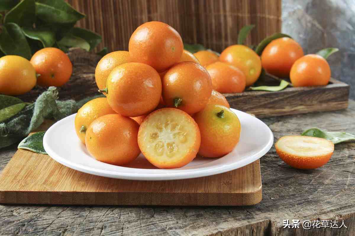 金橘的养殖方法 ！： 金桔养殖需要注意哪些事项