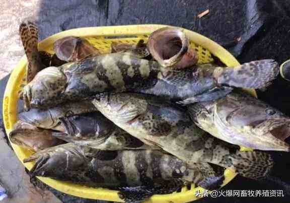 石斑鱼价格多少钱一斤？石斑鱼养殖周期多长？