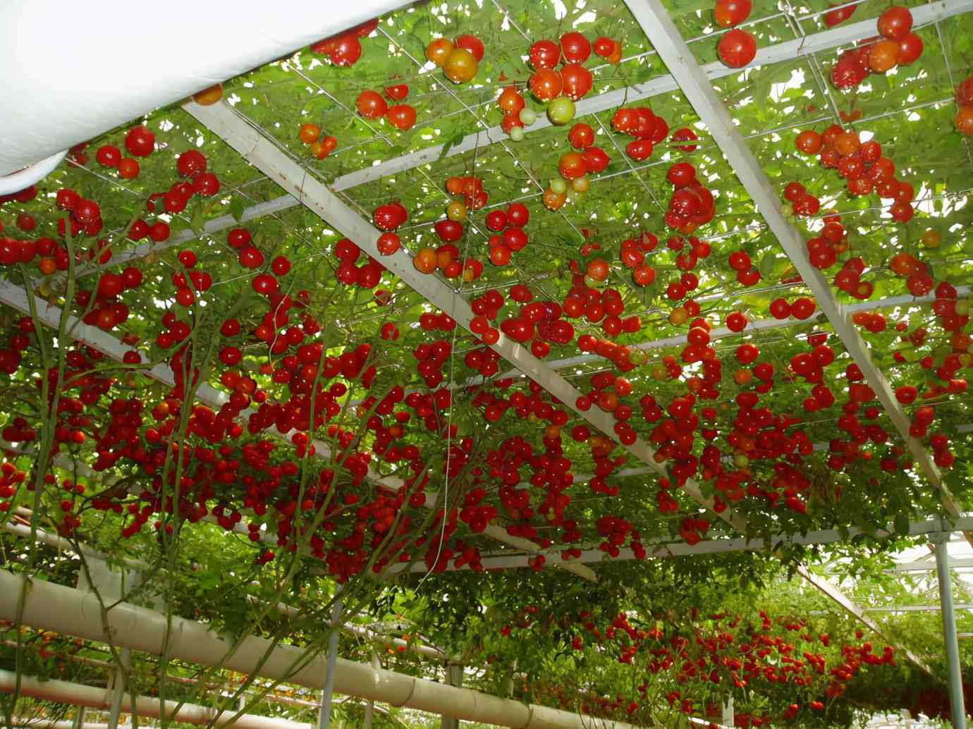 番茄的栽培方式