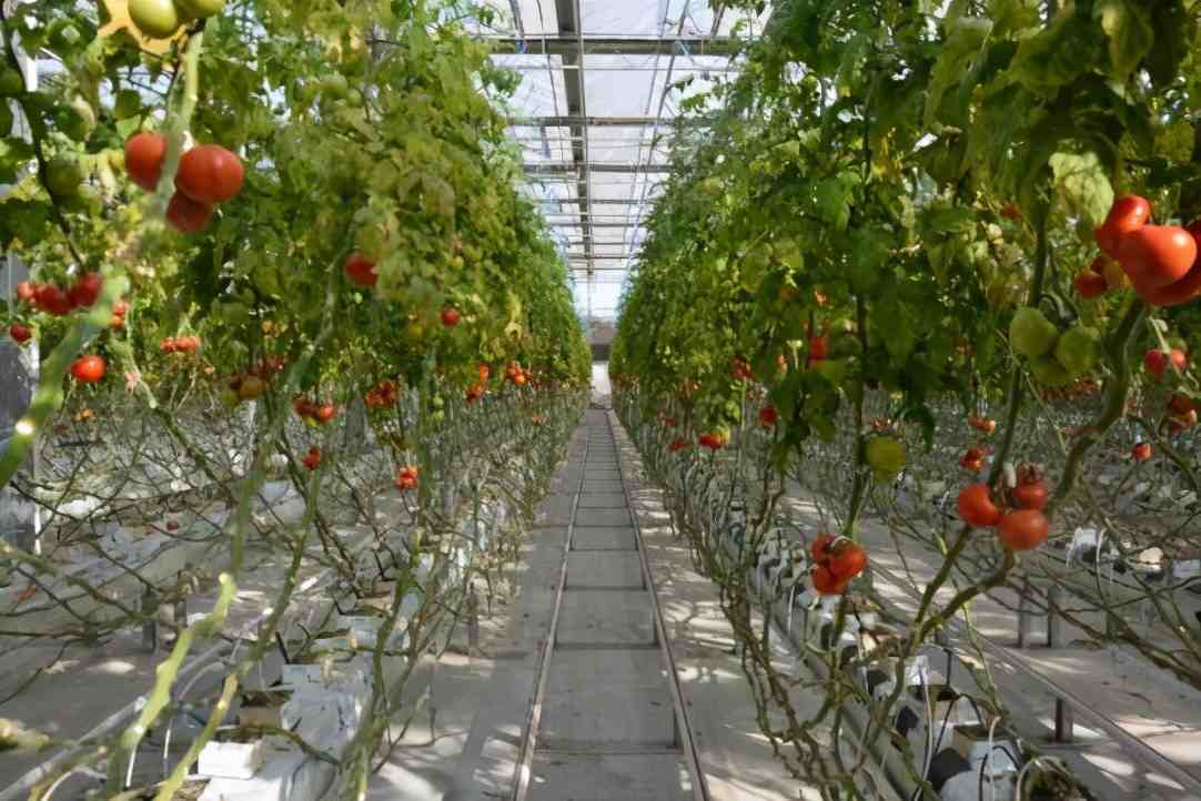 番茄的栽培方式