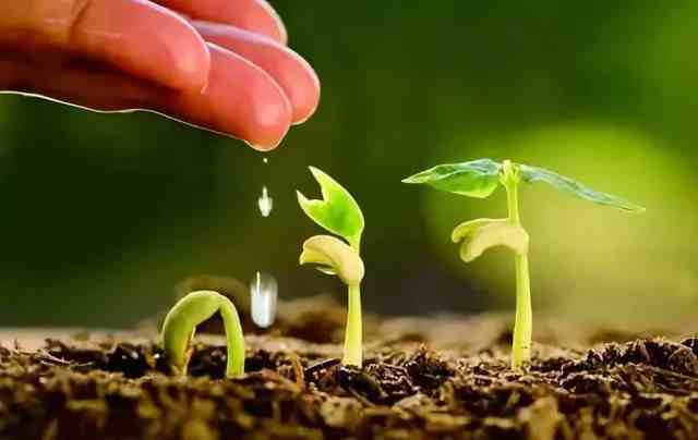 磷对植物的重要作用，施肥时提高磷元素有效性的方法