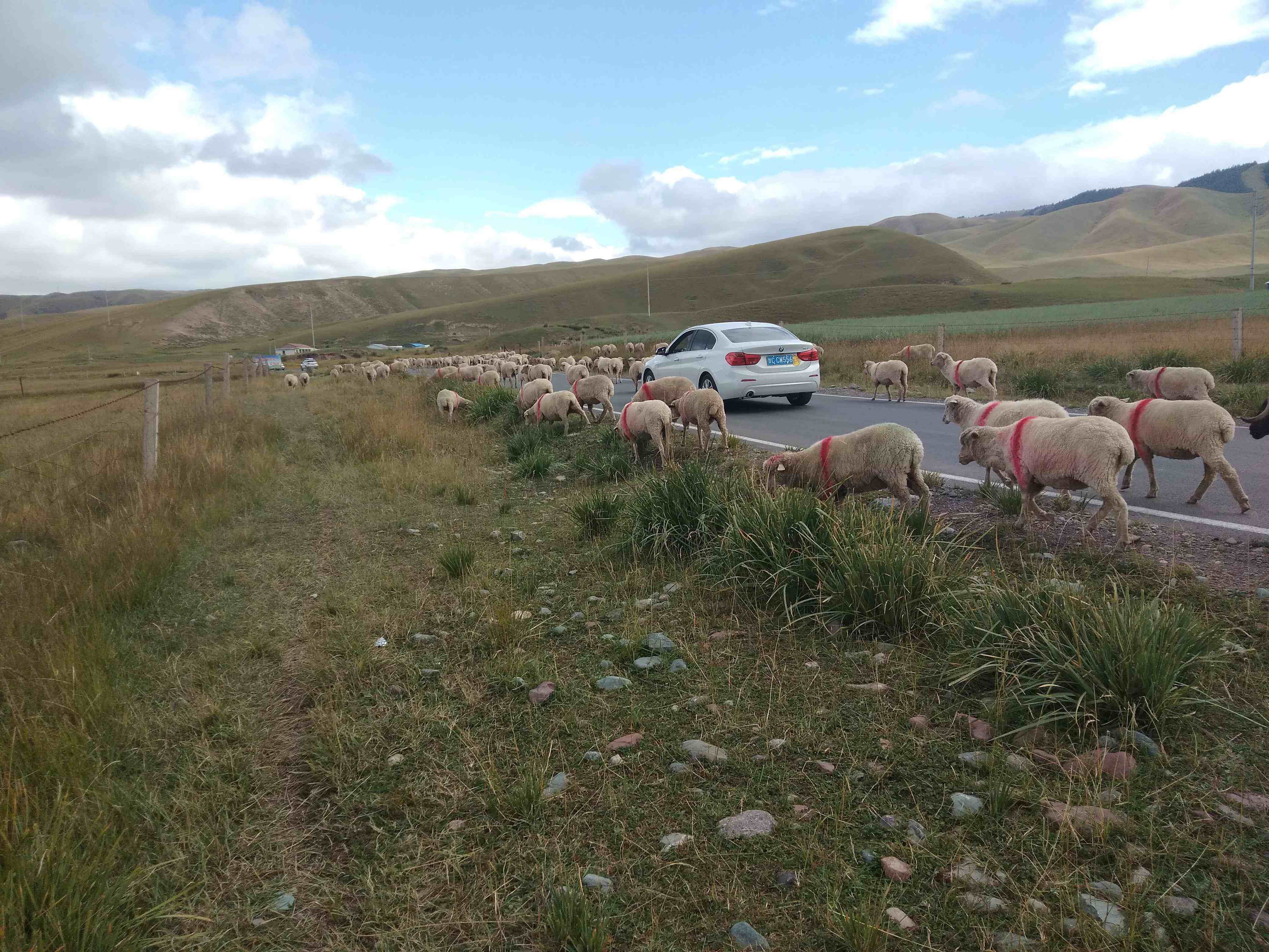 种植牧草需要哪些条件？1亩牧草能喂几只羊？其实不难解释