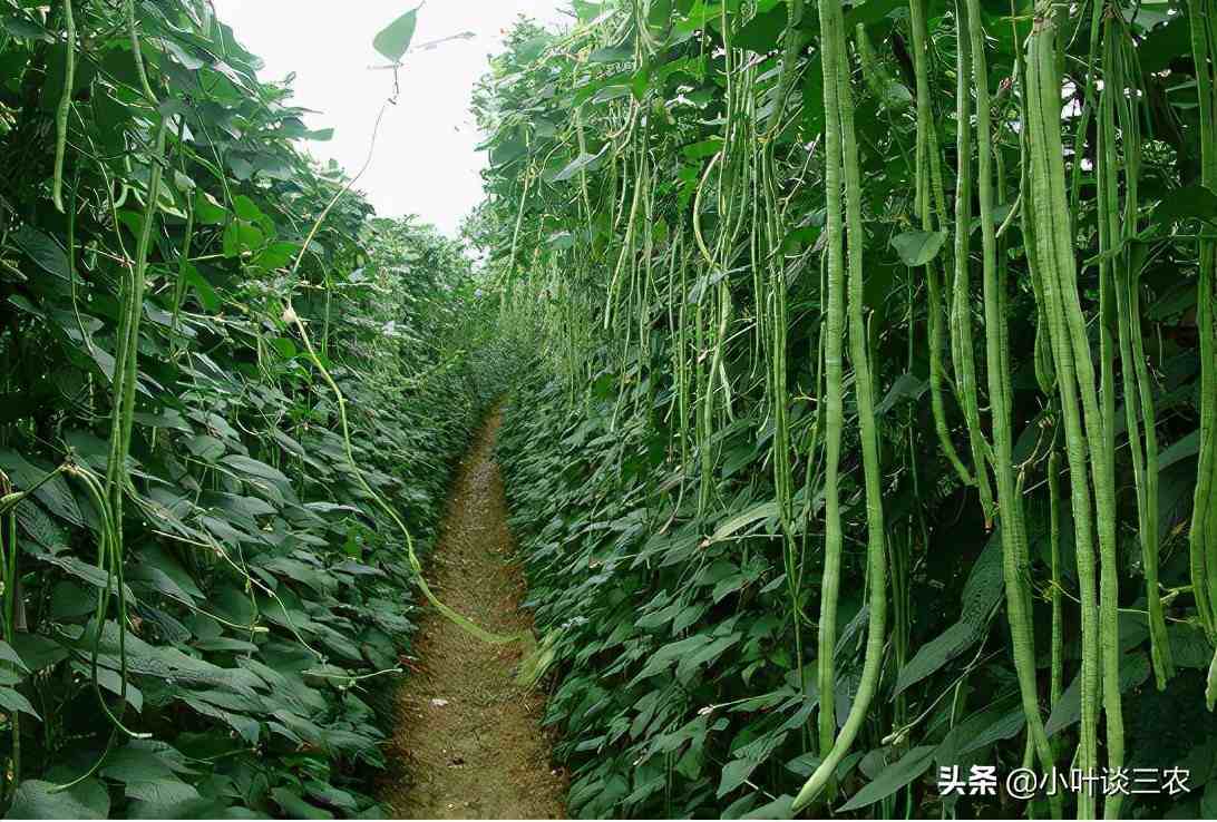 豇豆種植技術想知道豇豆是怎麼種的