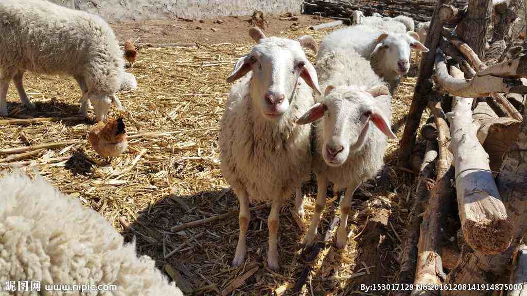 肉羊养殖可行性分析报告