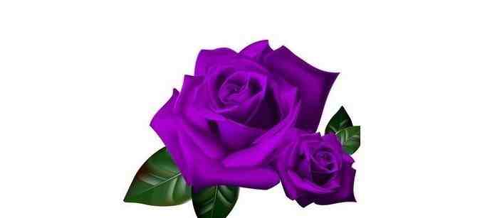 紫玫瑰代表什么 玫瑰花的花语