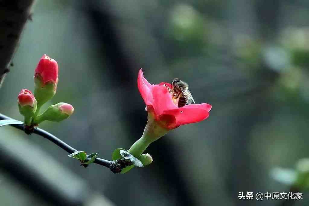 驚蟄傳說驚蟄是怎麼來的