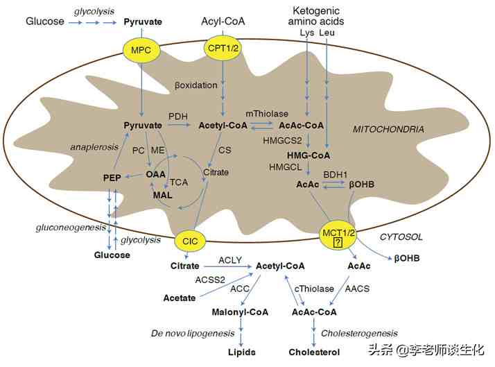 酮体代谢及酮体的多种生理功能