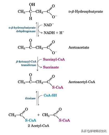 酮体代谢及酮体的多种生理功能