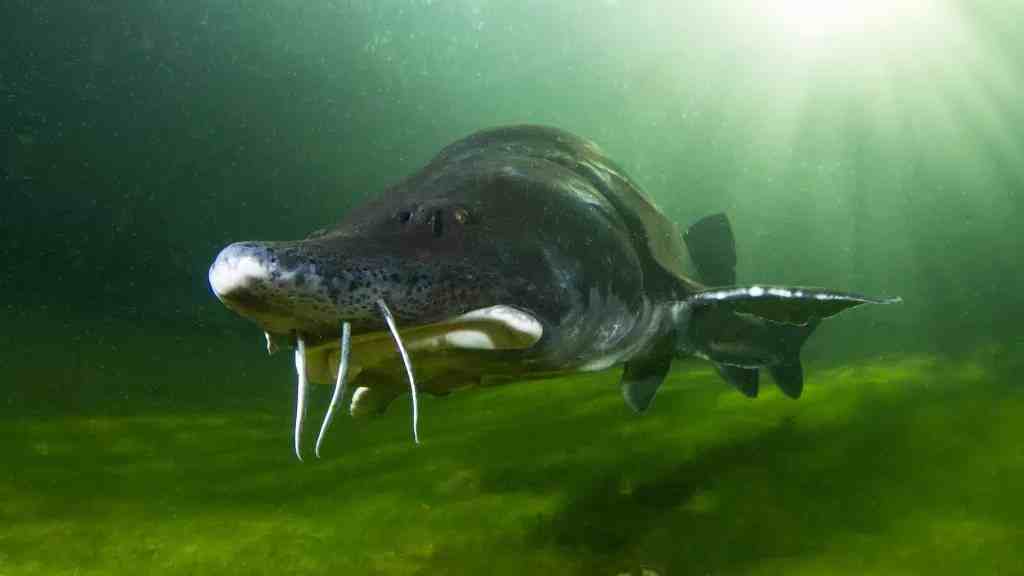 最大的淡水鱼能有多大？可能比大白鲨还长，不过可能被人类杀光了