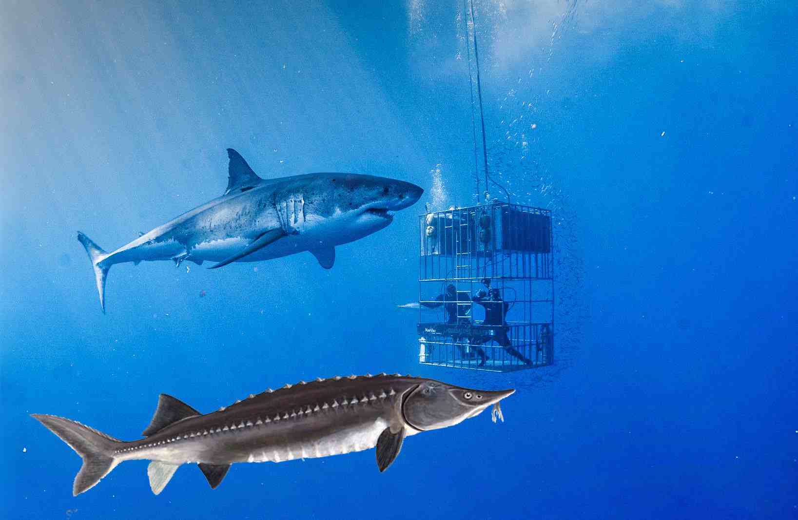 最大的淡水鱼能有多大？可能比大白鲨还长，不过可能被人类杀光了