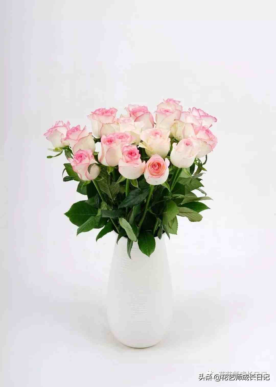 10款粉色玫瑰品种介绍，撩爆你的少女心！